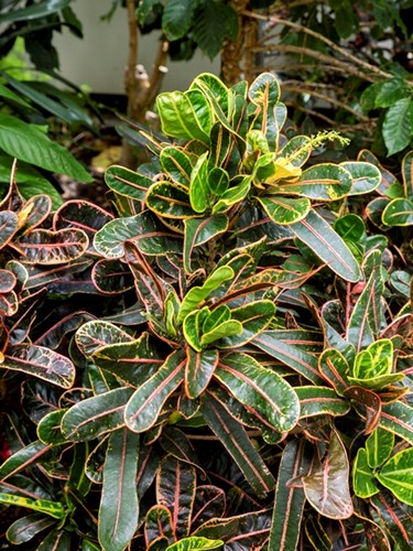 Croton (Codiaeum variegatum pictum )